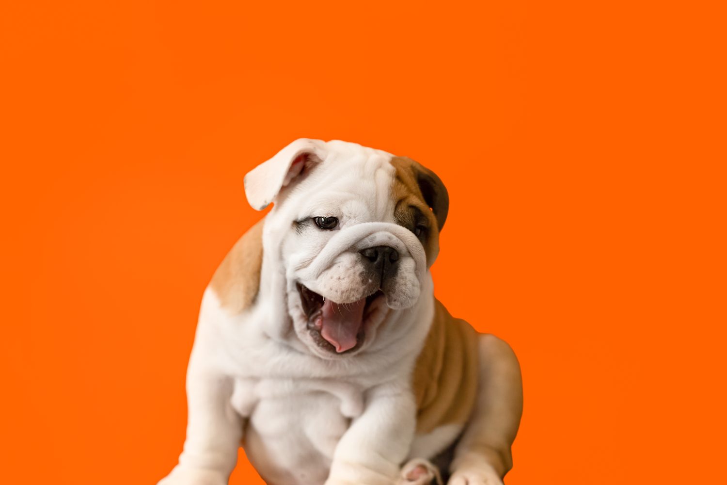 Cucciolo divertente del bulldog inglese su uno sfondo arancione.  Animali domestici.  Un cane di razza.
