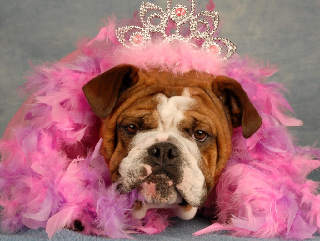 cane viziato - bulldog inglese vestito con tiara e boa rosa