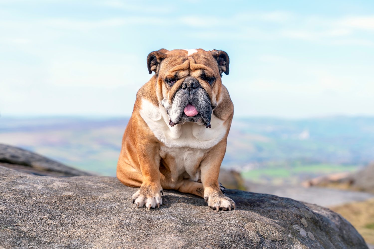 Bulldog inglese in cima alla montagna seduto in cima alla montagna e guardando il Peak District in una giornata calda e soleggiata.