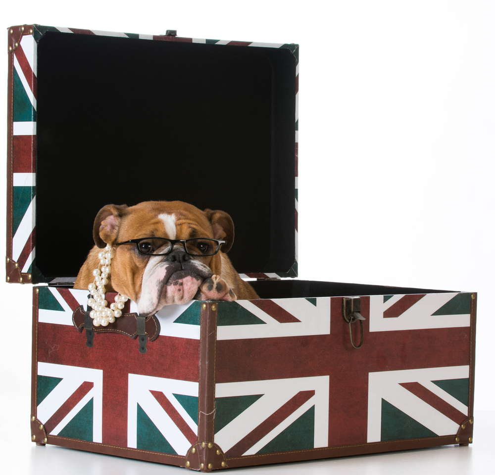 bulldog inglese in una cassa di bandiera britannica su sfondo bianco