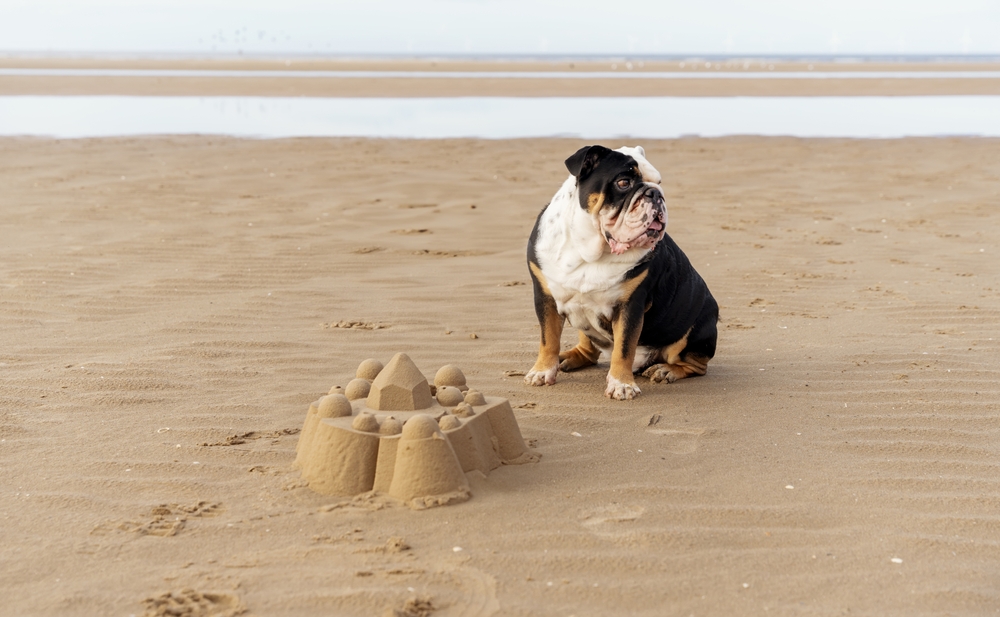 Bulldog britannico inglese divertente tricolore nero seduto di fronte al castello di sabbia sul mare al tramonto in estate