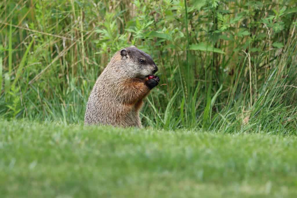 Una marmotta che mangia una ciliegia in un pomeriggio estivo a New York