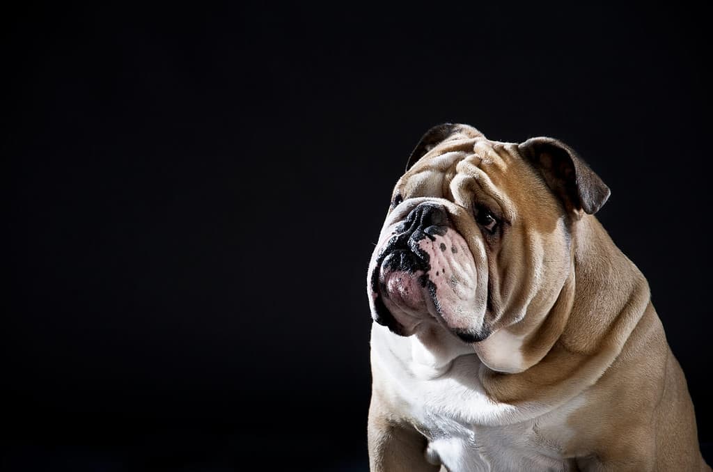 Ritratto sveglio del bulldog inglese isolato sul nero