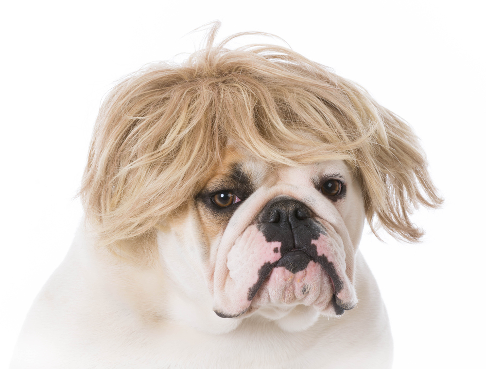 bulldog inglese che indossa una parrucca su sfondo bianco