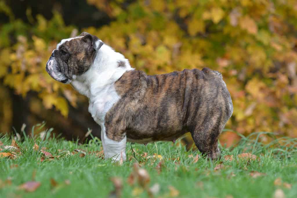 bulldog inglese in piedi nell'erba