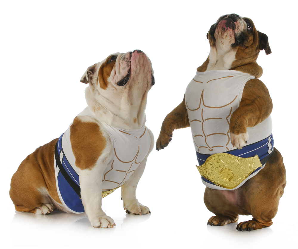 cane forte - due bulldog inglesi che indossano magliette muscolari e guardano in alto