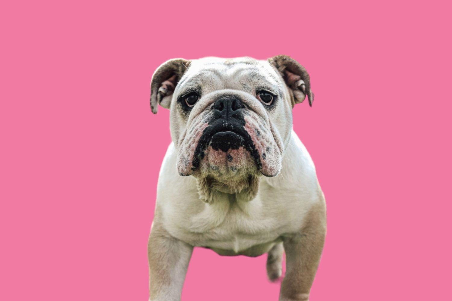Bulldog inglese bianco su sfondo rosa