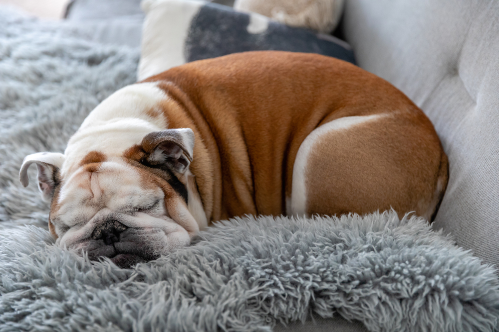 Bulldog inglese sveglio che dorme sul divano