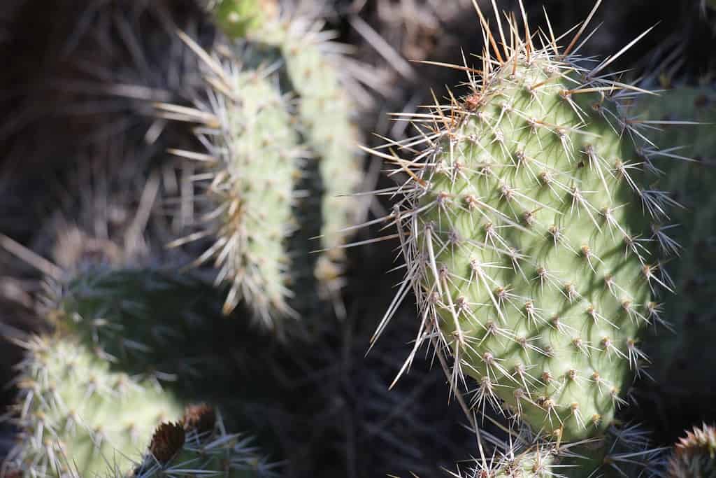 Un cactus Pricklypear (Opuntia cymochila) con lunghe spine in condizioni di luce solare intensa
