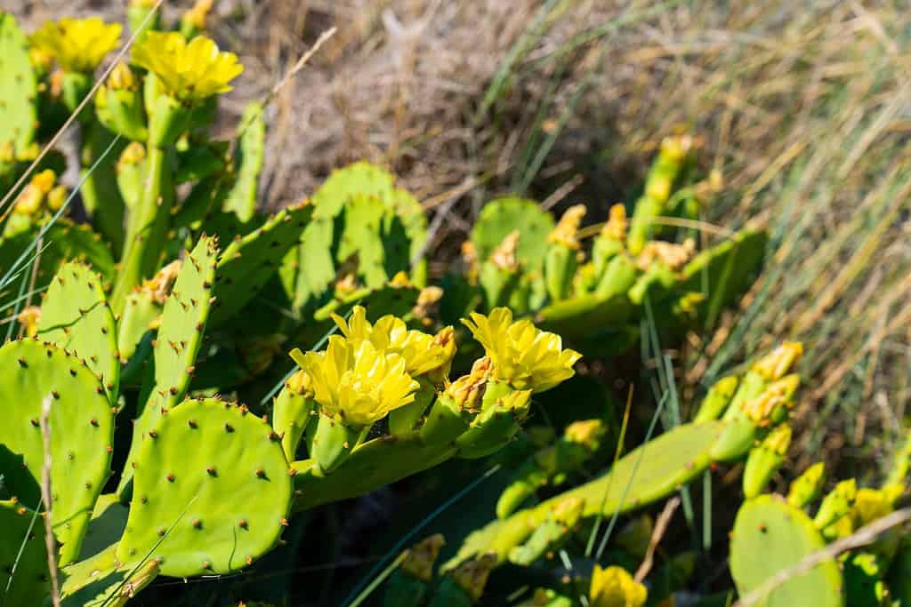 I cactus del Wyoming - il fico d'india - Opuntia humifusa o Opuntia macrorhiza - è talvolta chiamato anche lingua del diavolo e cresce in terreni soleggiati e ben drenati.  Mostra un fiore giallo brillante.  Dal mare.