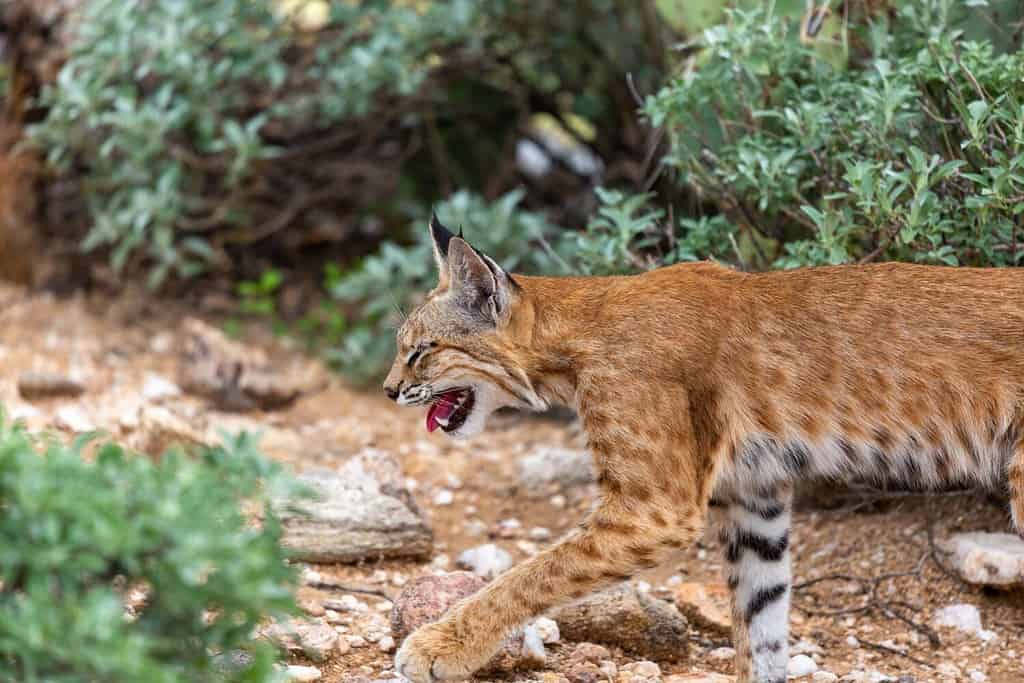 Una lince rossa, Lynx rufus, a caccia di preda nel deserto di Sonora, fuori dal sentiero Linda Vista.  Fichi d'india, cactus cholla e cespugli fragili verdi e vibranti dopo le piogge monsoniche.  Oro Valley, Arizona, Stati Uniti.