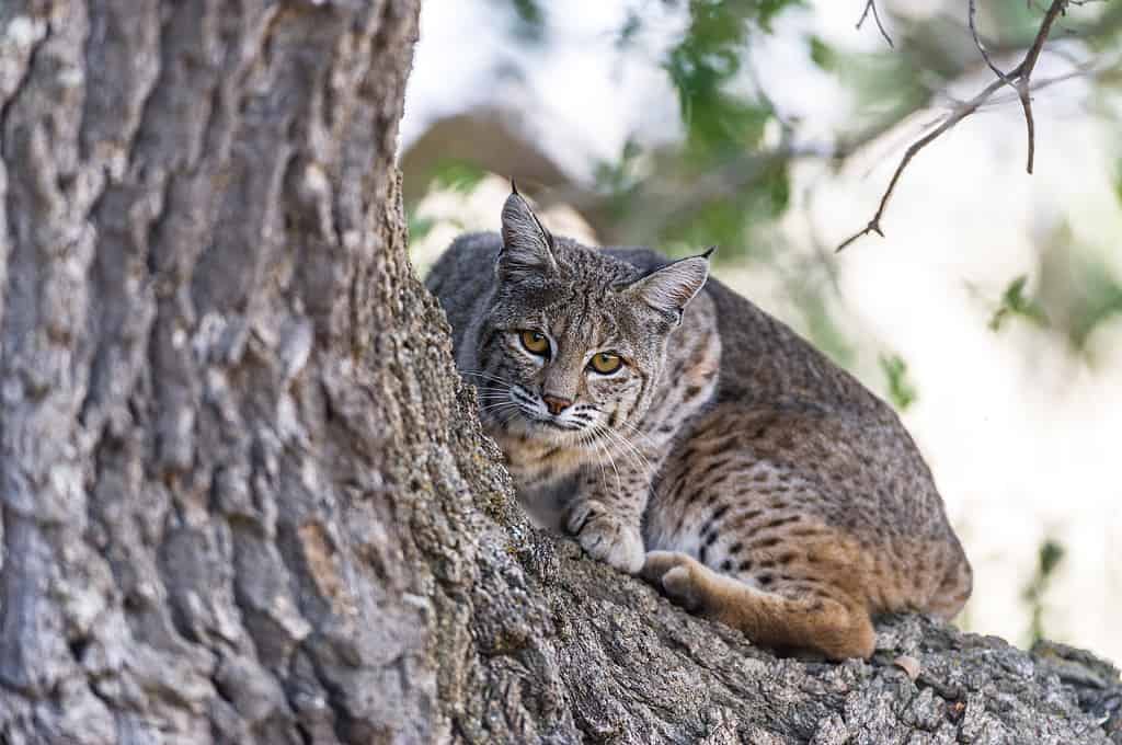 Questa lince rossa si è arrampicata su una quercia per vedere meglio i suoi terreni di caccia nella California centrale.