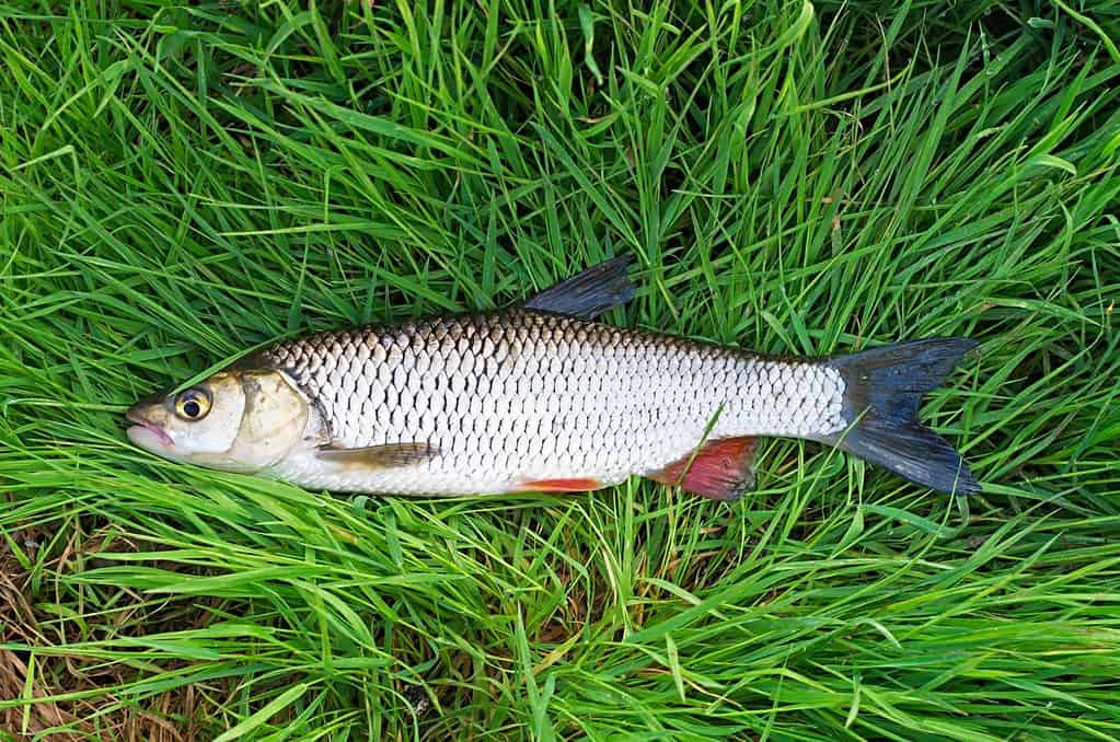 pesce cavedano nell'erba