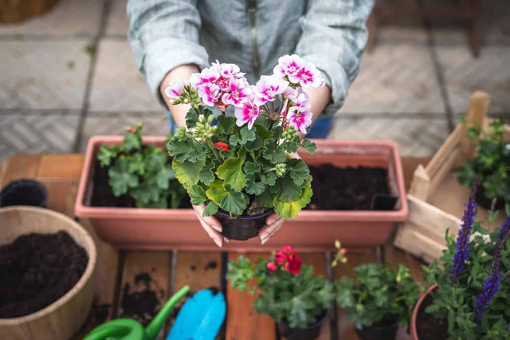 Piantare la piantina di geranio sul tavolo.  Donna che tiene in mano il fiore rosa del pelargonium.  Giardinaggio in primavera