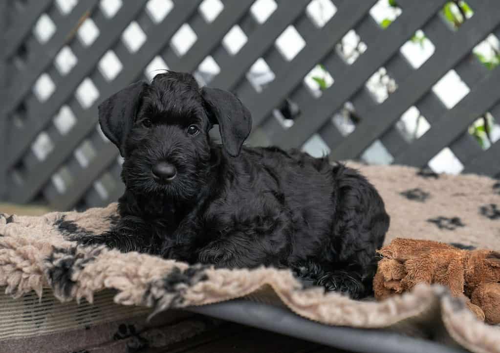 Il giovane cane Riesenschnauzer nero o Schnauzer gigante è sdraiato sul carperin nel cortile.