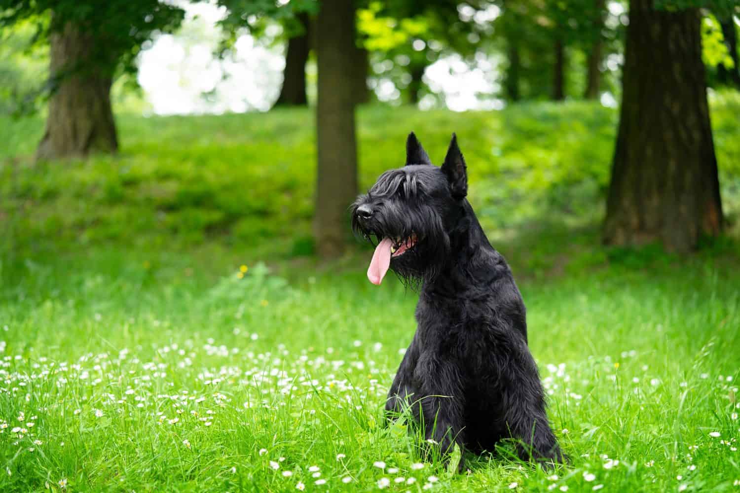   Schnauzer gigante nero si siede nel parco sull'erba verde.  Copia spazio