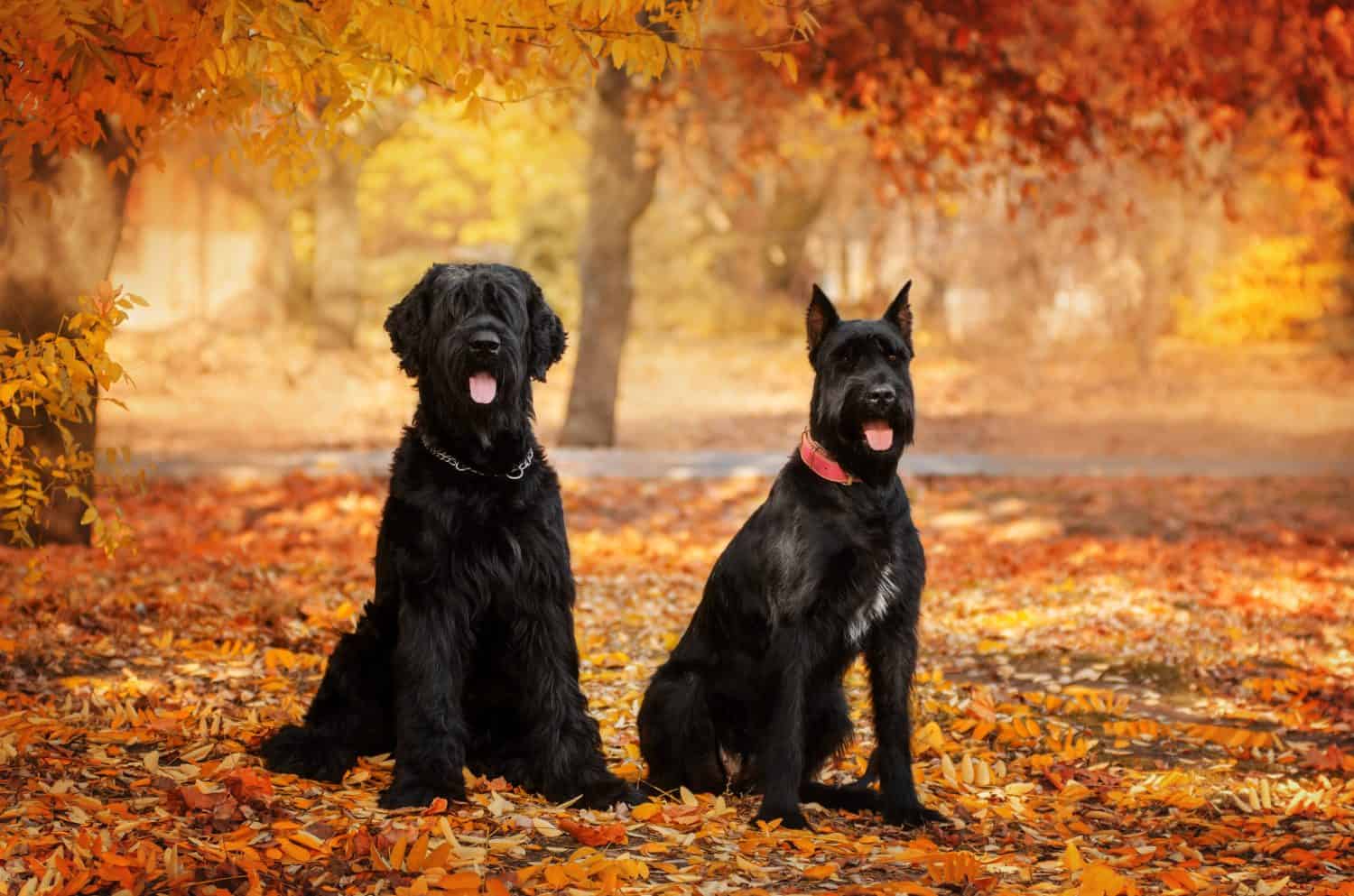 cane schnauzer gigante bel ritratto nel parco autunnale luce magica animale domestico carino