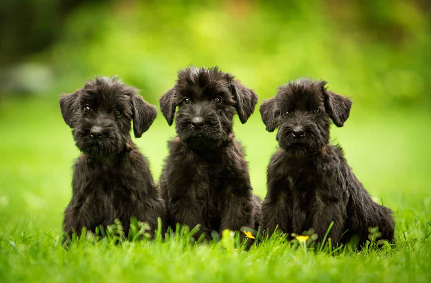 Tre cuccioli di schnauzer gigante seduti sul prato