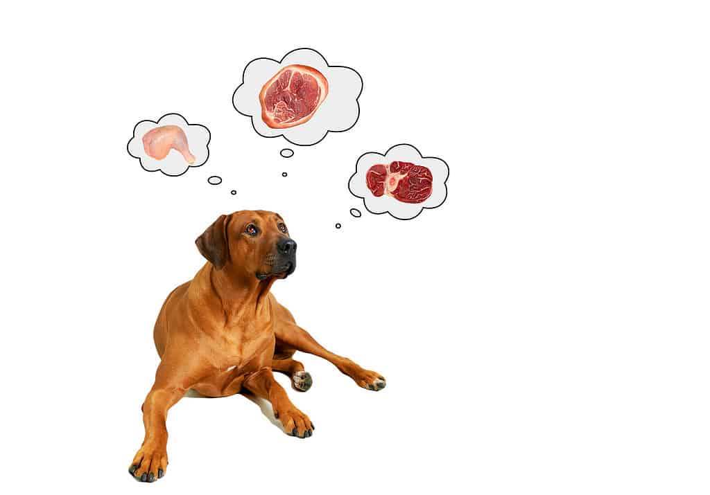 i cani possono mangiare carne di maiale
