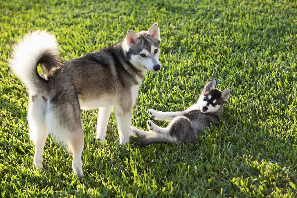 Cane e cucciolo dell'Alaskan Klee Kai