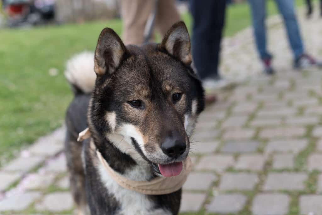 cane shikoku al guinzaglio