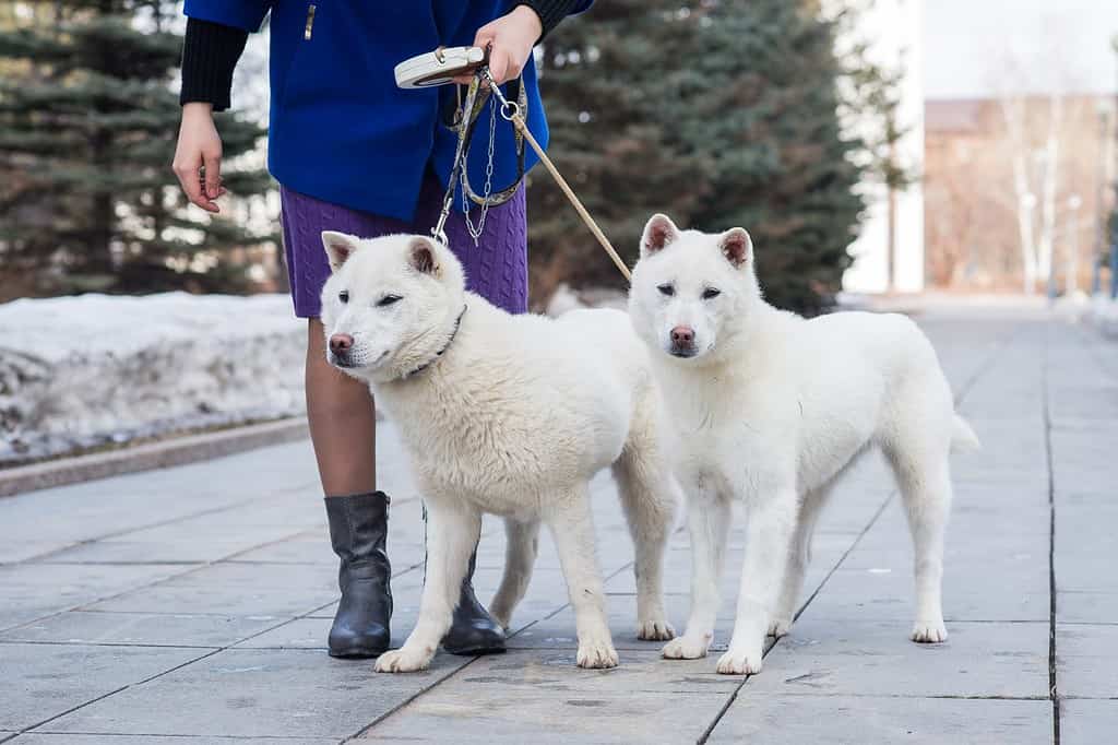 Kishu Inu cane giapponese