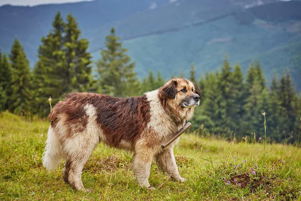 cane da pastore rumeno in piedi sul campo verde