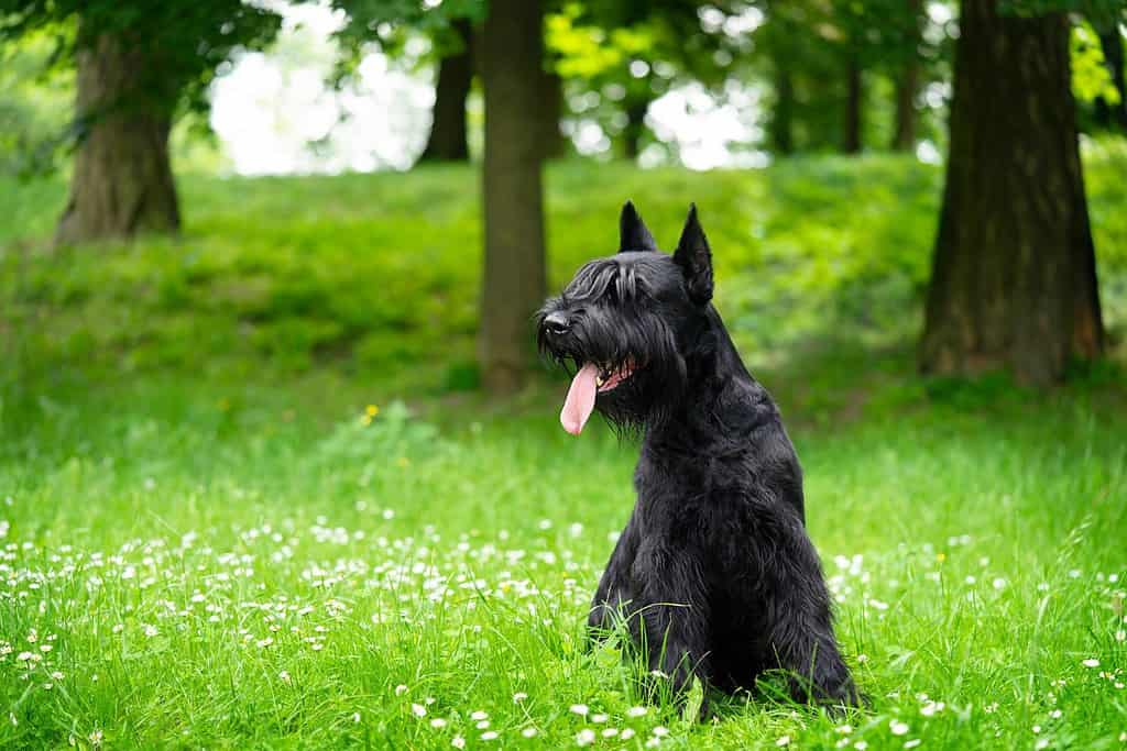 Schnauzer gigante nero si siede nel parco sull'erba verde.  Copia spazio