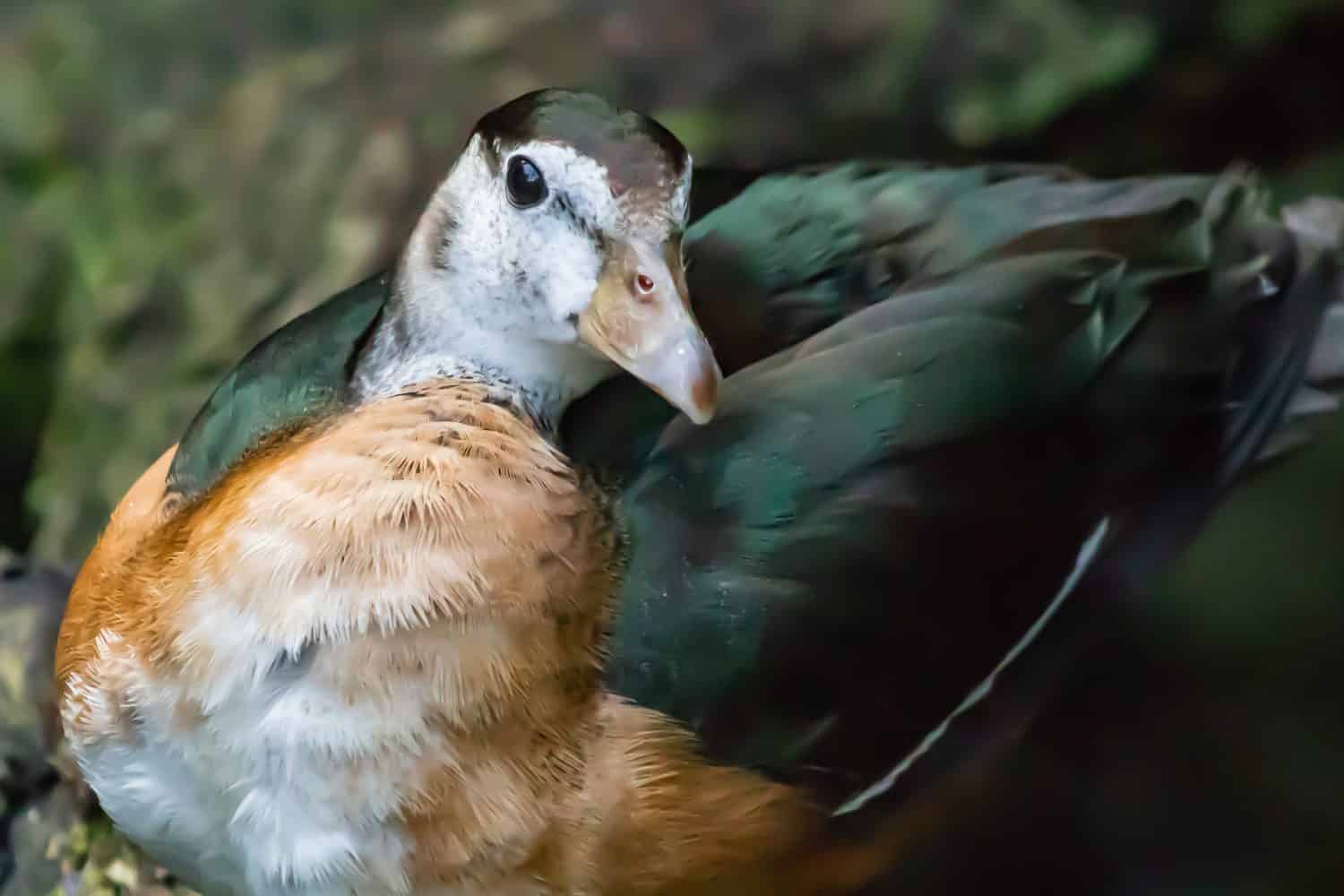 Oca nana africana - Femmina (Ganso Pigmeu / Nettapus Auritus)