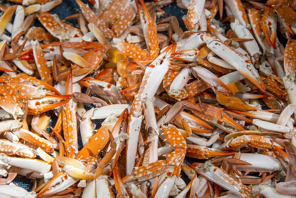 le chele di un granchio, Blue Crabs al vapore