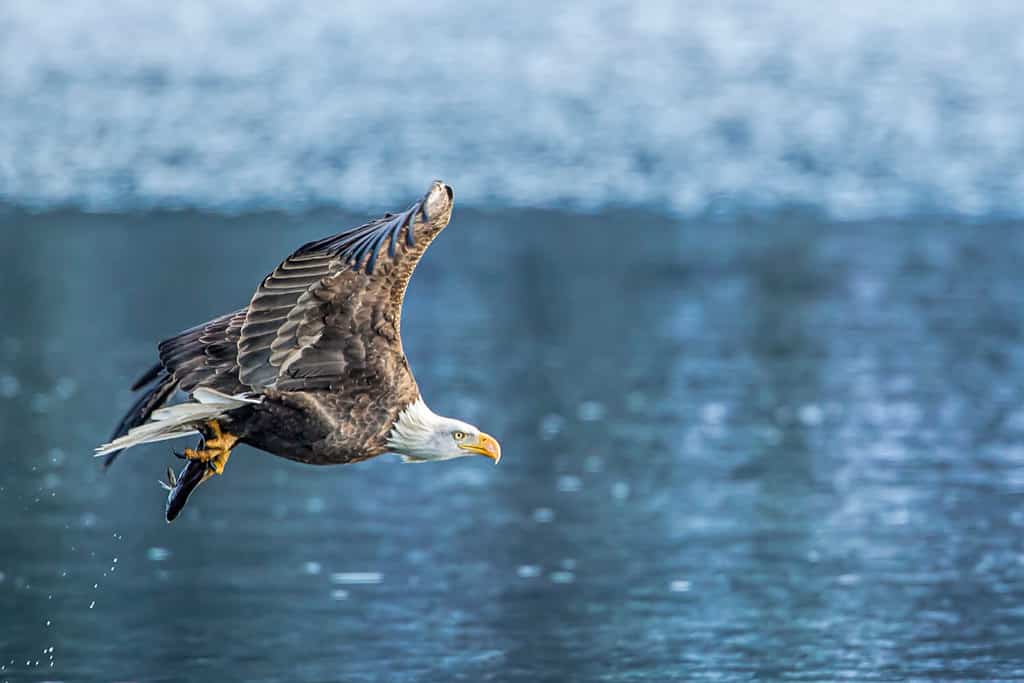 Un'aquila calva americana vola via con un pesce sul lago Coeur d'Alene nell'Idaho.