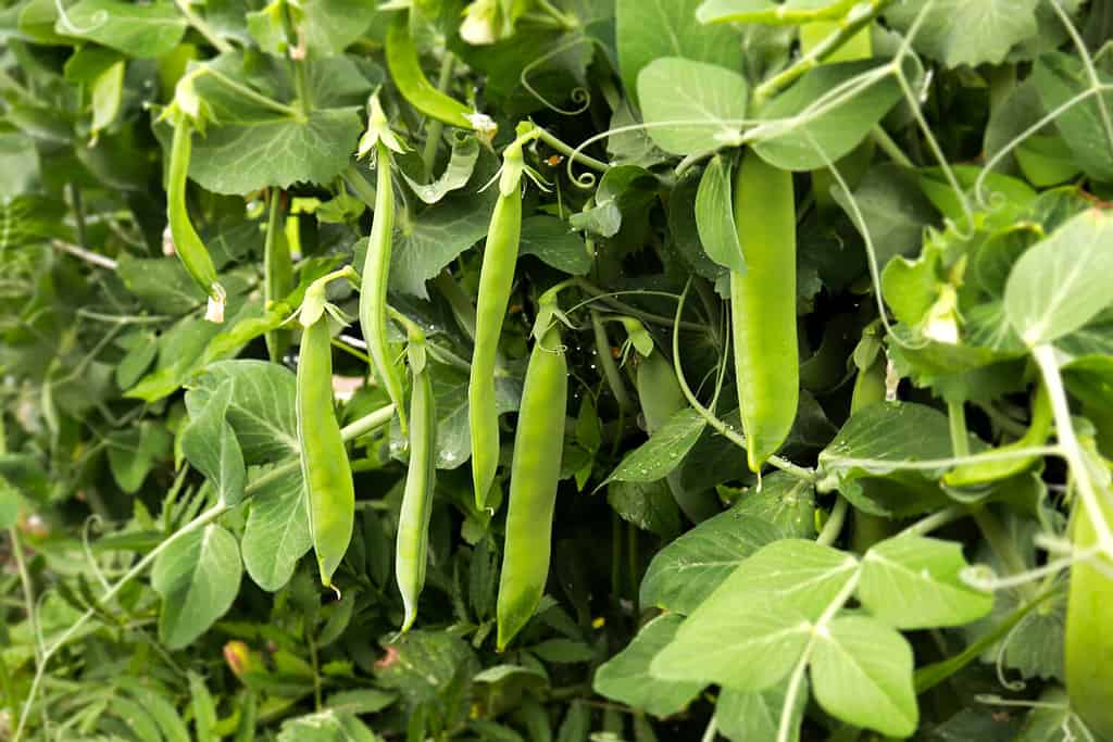 I piselli crescono nel giardino.  Bellissimo primo piano di piselli freschi e baccelli di piselli.  Cibo salutare.  Messa a fuoco selettiva su baccelli di piselli freschi di colore verde brillante su piante di piselli in un giardino.  Coltivare piselli all'aperto e