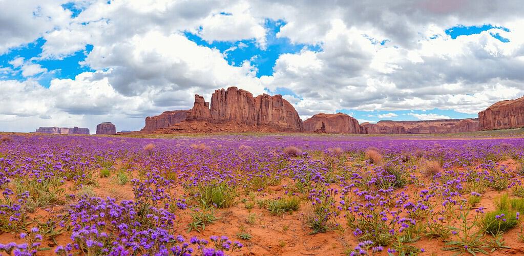Incredibile e bellissimo paesaggio panoramico nella Monument Valley in Arizona.  Osserva il paesaggio desertico ricoperto di bellissimi fiori blu o viola.  Viaggia attraverso il sud-ovest per vedere panorami mozzafiato.