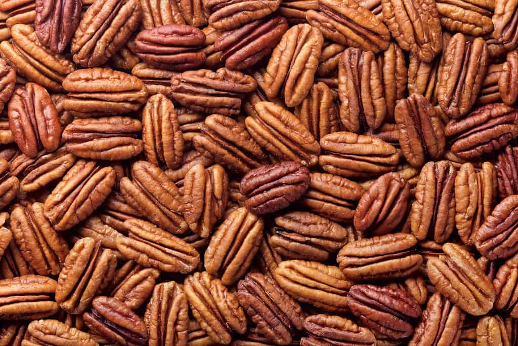 Gli Stati Uniti producono la maggior parte delle noci pecan a livello globale, con la Georgia che solitamente ne produce la maggior parte per stato.