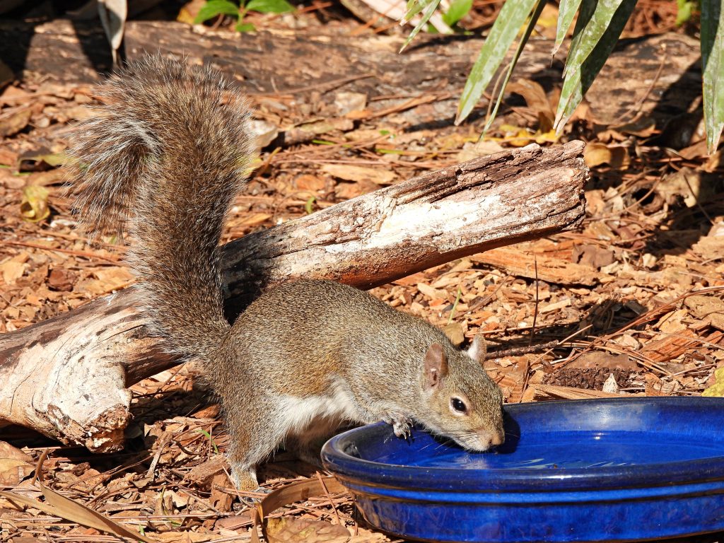 Scoiattolo grigio (Sciurus carolinensis) acqua potabile da un piatto di ceramica