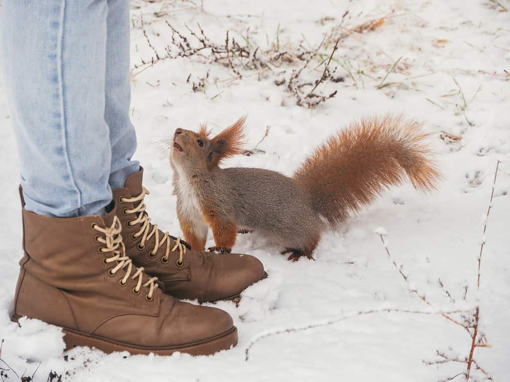 Scoiattolo affamato del parco vicino ad alcuni animali che si nutrono nella foresta invernale