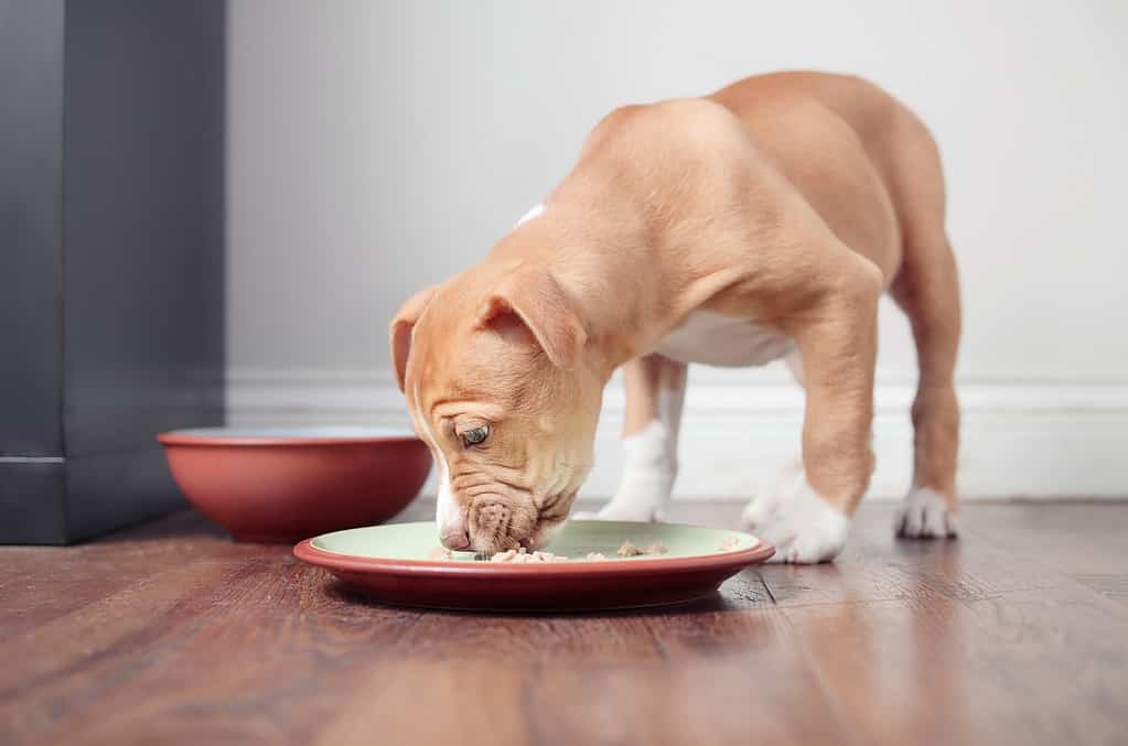 Cucciolo affamato che mangia crocchette mentre si trova nel piatto con il cibo in cucina.