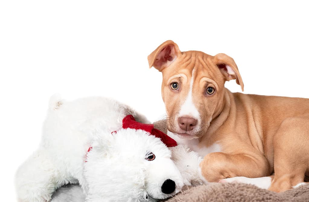 Cucciolo di cane isolato con il giocattolo lanuginoso.