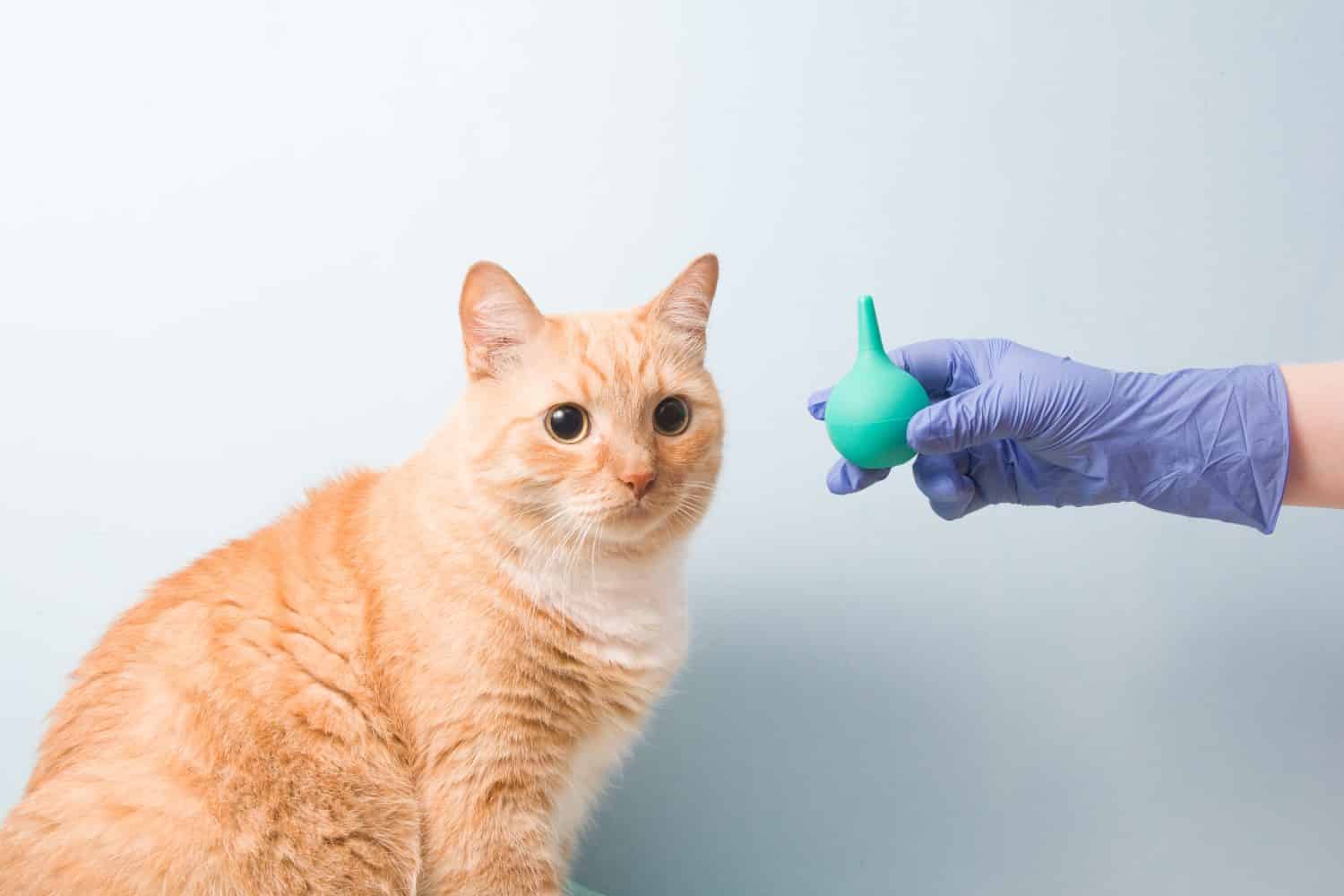 simpatico gatto rosso su sfondo blu sta aspettando un clistere, una mano in un guanto usa e getta di gomma blu tiene un piccolo clistere verde, spazio per la copia