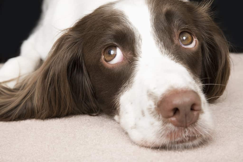 Quali problemi di salute influenzano la durata della vita di uno Springer Spaniel?