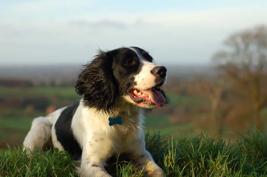 Durata della vita dello Springer Spaniel inglese