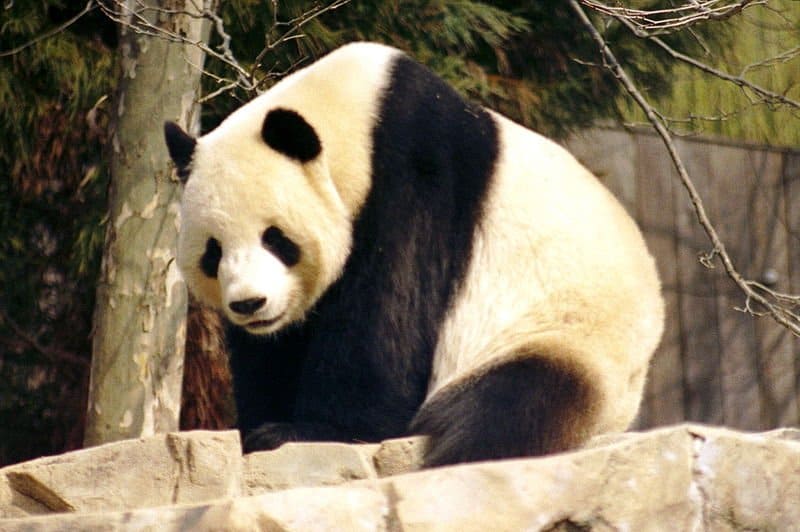 Oltre 60 nomi di panda giganti carini e divertenti
