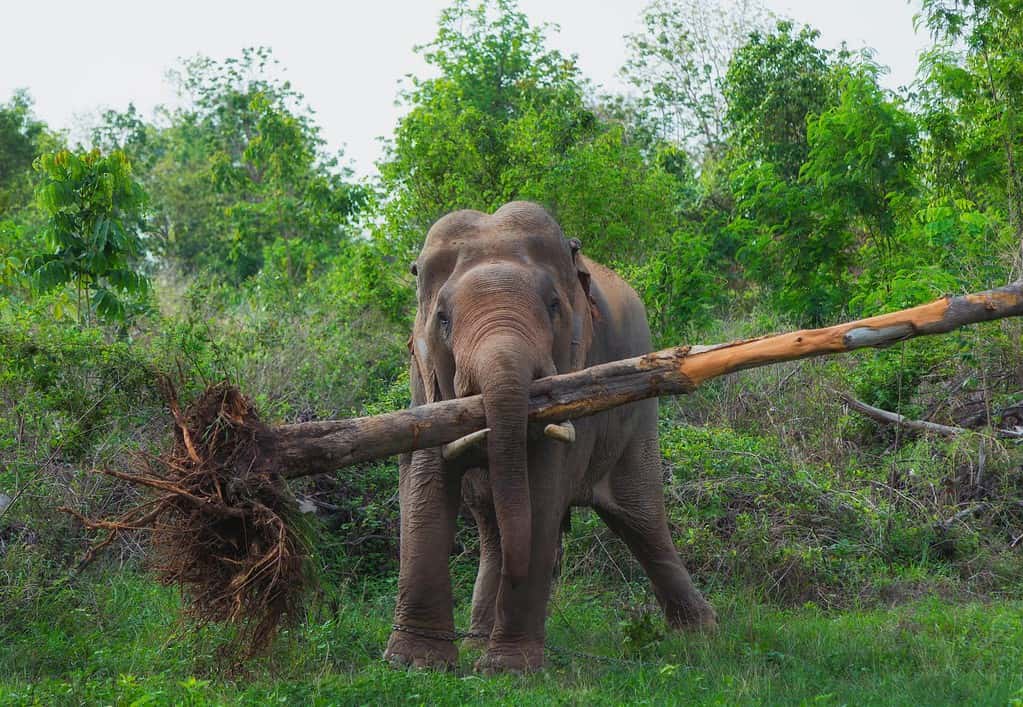 l'elefante sollevò l'albero.