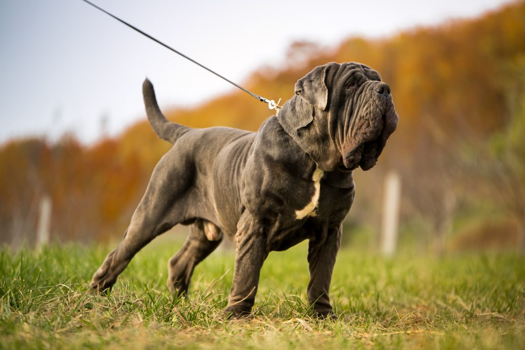 MASTINO NAPOLETANO, MASTINO NAPOLETANO