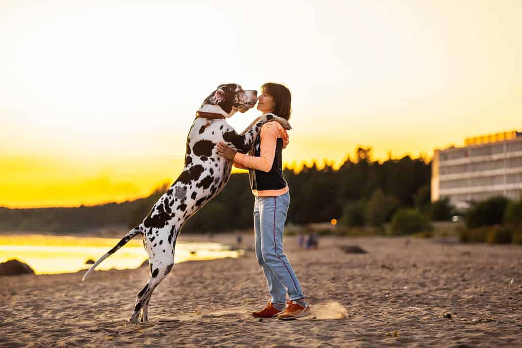 Donna allegra che trascorre del tempo correndo con i cani sulla spiaggia sabbiosa