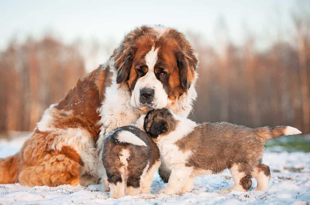 Cane di San Bernardo con cuccioli in inverno