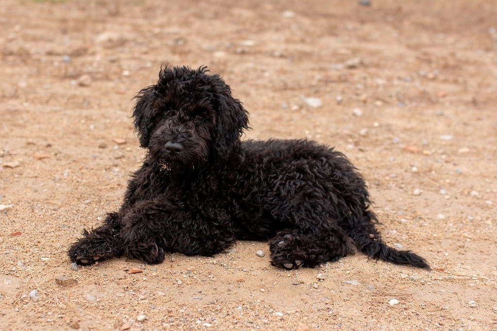 cucciolo di cane da acqua portoghese sdraiato sulla strada sporca