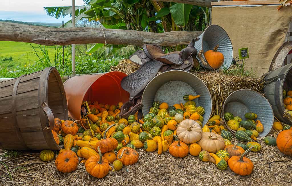 Toppa di zucca dell'entroterra di Maui