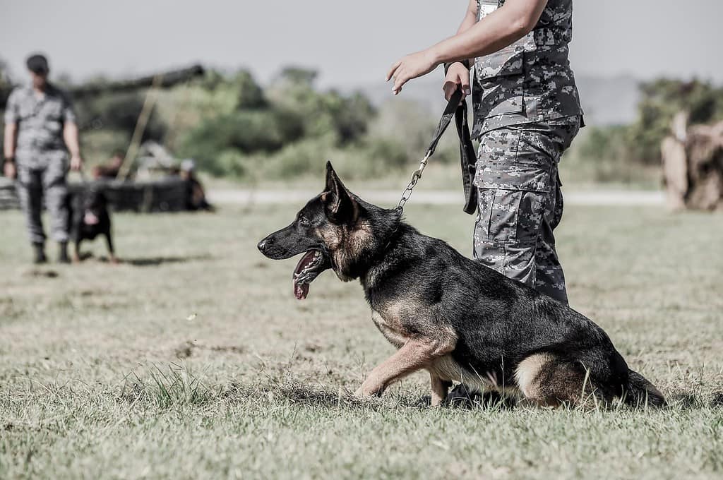 Poliziotto con un cane da pastore tedesco, soldati delle dimostrazioni dell'unità K-9 per attaccare il nemico, prati verdi, supporto del cane da pastore tedesco.