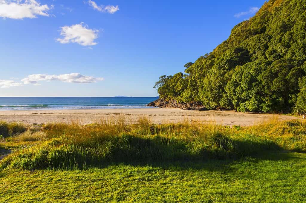 Paesaggio Scenario Matarangi Beach, Penisola di Coromandel Nuova Zelanda;  Durante la bassa marea